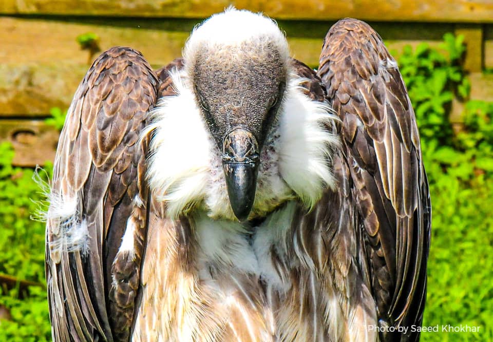 A photo of a vulture bird
